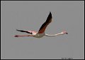 _9SB1125 greater flamingo